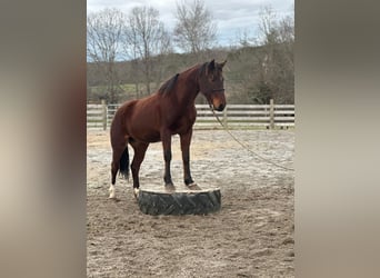 Mustang (american), Gelding, 4 years, 14.1 hh, Brown
