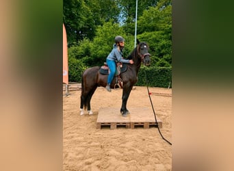 Mustang (american), Gelding, 4 years, 14.2 hh, Black