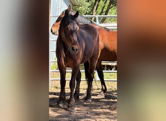 Mustang (american), Gelding, 4 years, 14.2 hh, Brown