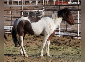 Mustang (american), Gelding, 4 years, 14.2 hh, Pinto