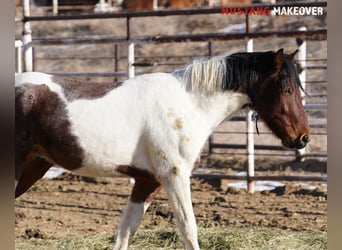 Mustang (american), Gelding, 4 years, 14.2 hh, Pinto