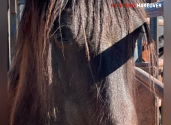 Mustang (american), Gelding, 5 years, 14.2 hh, Brown