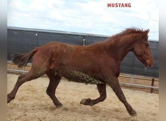 Mustang (american), Gelding, 5 years, 14.2 hh, Chestnut-Red