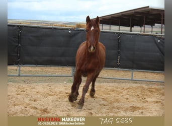 Mustang (american), Gelding, 5 years, 14.2 hh, Chestnut-Red