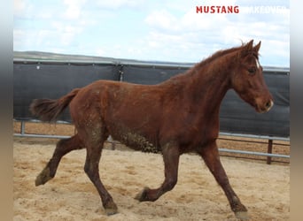 Mustang (american), Gelding, 5 years, 14.2 hh, Chestnut-Red