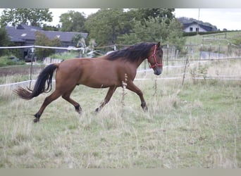 Mustang (american), Gelding, 5 years, 14.3 hh, Brown