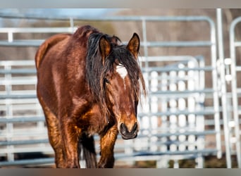 Mustang (american), Gelding, 5 years, 14 hh, Brown