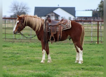 Mustang (american), Gelding, 5 years, 14 hh, Chestnut