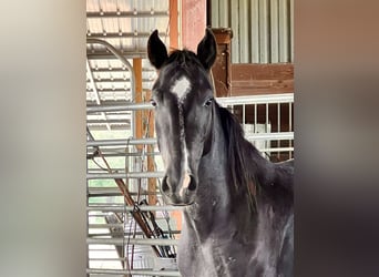 Mustang (american), Gelding, 5 years, 14,1 hh, Black