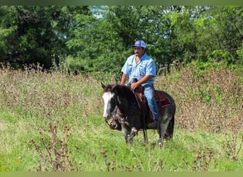 Mustang (american), Gelding, 5 years, 14,1 hh, Black