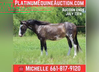Mustang (american), Gelding, 5 years, 14,1 hh, Black