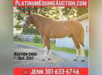 Mustang (american), Gelding, 5 years, Sorrel