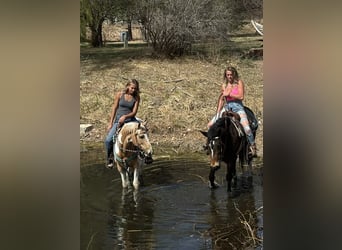 Mustang (american), Gelding, 6 years, 14.1 hh, Bay