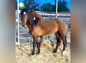 Mustang (american), Gelding, 6 years, 14.3 hh, Brown