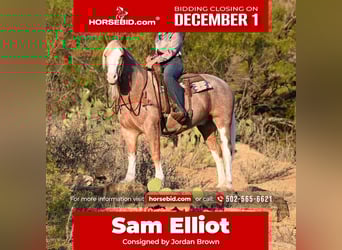 Mustang (american), Gelding, 6 years, 14.3 hh, Roan-Red