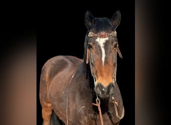 Mustang (american), Gelding, 6 years, 14 hh, Bay