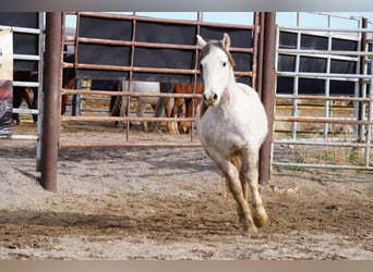 Mustang (american), Gelding, 6 years, 14 hh, Grey