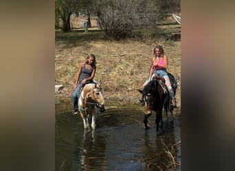 Mustang (american), Gelding, 6 years, 14,1 hh, Bay