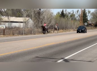 Mustang (american), Gelding, 6 years, 14,1 hh, Bay