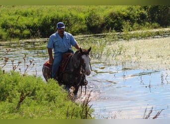 Mustang (american), Gelding, 6 years, 14,1 hh, Black