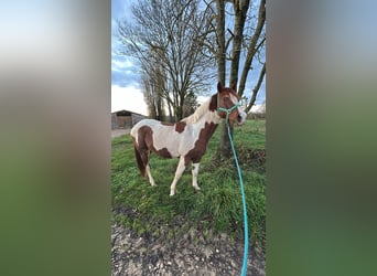 Mustang (american), Gelding, 6 years, 14,2 hh