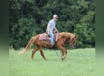 Mustang (american), Gelding, 6 years, 15 hh, Chestnut