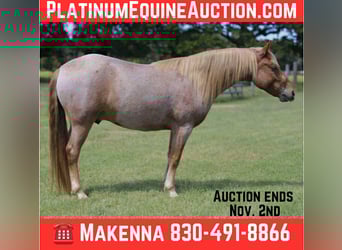 Mustang (american), Gelding, 7 years, 13.2 hh, Roan-Red