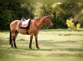 Mustang (american), Gelding, 7 years, 14.1 hh, Brown