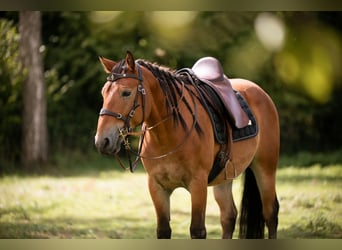 Mustang (american), Gelding, 7 years, 14.1 hh, Brown