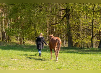 Mustang (american), Gelding, 7 years, 14.1 hh, Chestnut-Red