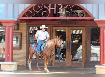 Mustang (american), Gelding, 7 years, 14.1 hh, Sorrel