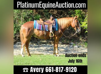 Mustang (american), Gelding, 7 years, 14.1 hh, Sorrel
