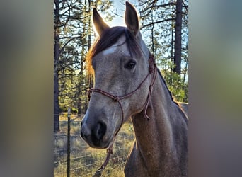 Mustang (american), Gelding, 7 years, 14.2 hh, Buckskin
