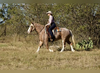 Mustang (american), Gelding, 7 years, 14.3 hh, Roan-Red