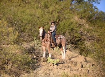 Mustang (american), Gelding, 7 years, 14.3 hh, Roan-Red