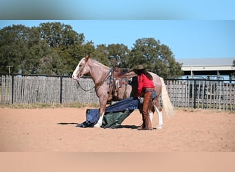 Mustang (american), Gelding, 7 years, 14.3 hh, Roan-Red