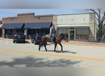 Mustang (american), Gelding, 7 years, 14 hh, Bay
