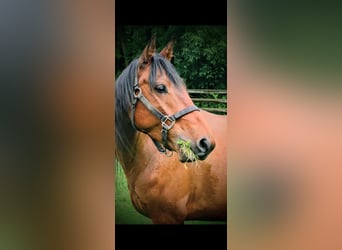 Mustang (american), Gelding, 7 years, 14 hh, Bay