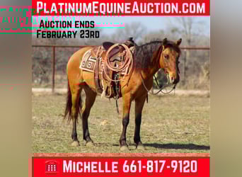 Mustang (american), Gelding, 7 years, 14 hh, Dun