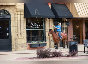 Mustang (american), Gelding, 7 years, 14,2 hh, Bay