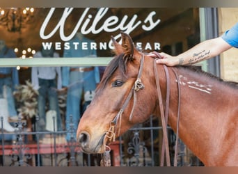 Mustang (american), Gelding, 7 years, 14,2 hh, Bay
