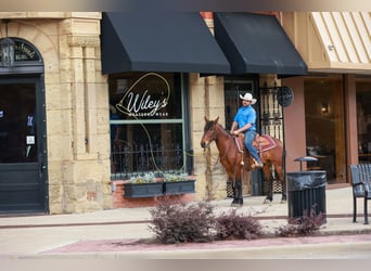 Mustang (american), Gelding, 7 years, 14,2 hh, Bay