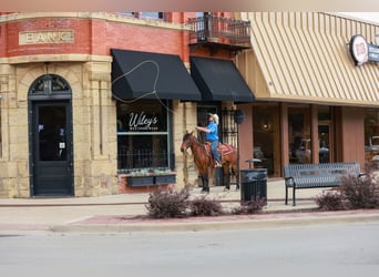Mustang (american), Gelding, 7 years, 14,2 hh, Bay