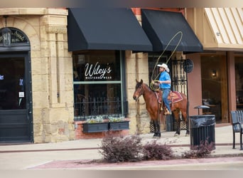 Mustang (american), Gelding, 7 years, 14,2 hh, Bay