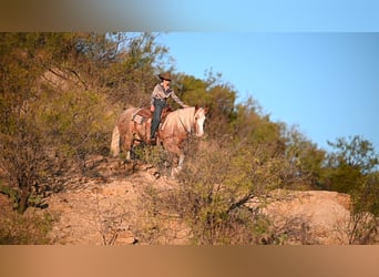 Mustang (american), Gelding, 7 years, 14,3 hh, Roan-Red