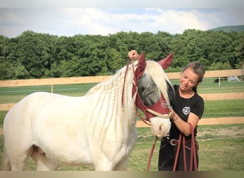 Mustang (american), Gelding, 8 years, 13.2 hh, Cremello