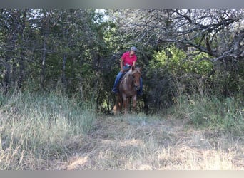 Mustang (american), Gelding, 8 years, 13.2 hh, Roan-Red