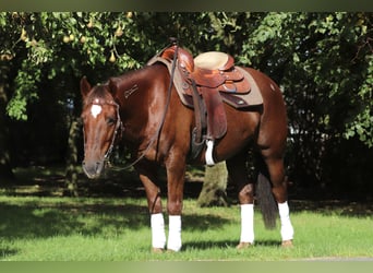 Mustang (american), Gelding, 8 years, 14.1 hh, Chestnut