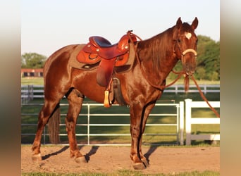 Mustang (american), Gelding, 8 years, 14.1 hh, Chestnut