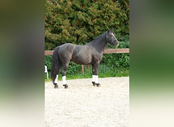 Mustang (american), Gelding, 8 years, 14.2 hh, Black